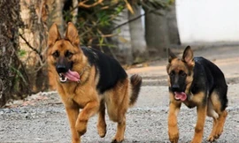 Ảnh minh hoạ: Internet