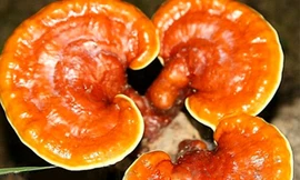 Ảnh minh hoạ: Internet