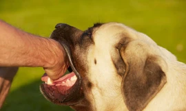 Ảnh minh hoạ: Internet