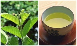 Ảnh minh hoạ: Internet