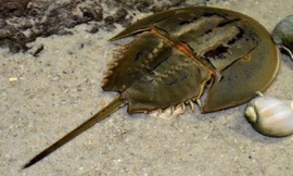 Con sam biển. Ảnh minh họa: Internet