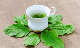 Mã đề không phải là loại cây thuốc dùng kéo dài. Loại cây này cũng được xếp vào loại cây dược liệu, khi dùng cần phải có định lượng, thời gian nhất định. Ảnh minh hoạ: Internet