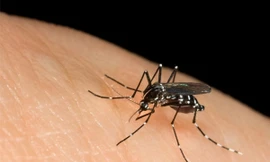 Theo Cục Y tế dự phòng, Bộ Y tế, tình hình bệnh sốt xuất huyết giảm mạnh, nhưng vẫn tiềm ẩn nhiều nguy cơ bùng phát dịch. Ảnh: Internet