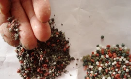 Phân bón giả hoành hành do cán bộ móc ngoặc