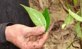 Không được yêu, tự tử bằng lá ngón