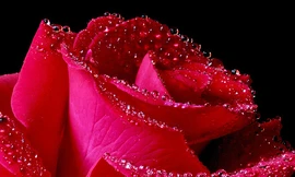 Valentine và ý nghĩa các loài hoa