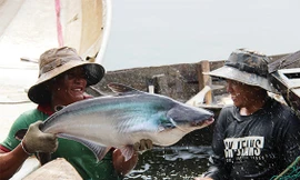 Xem đánh bắt cá trên hồ nước ngọt 300ha, vô số con to, cá ba sa nặng cả chục ký