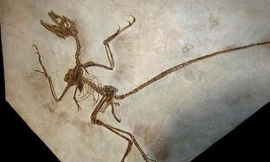 Trung Quốc: Phát hiện sốc từ tàn tích khủng long Khổng Tử