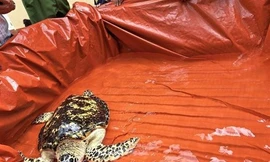 Đồng Nai: Bàn giao thành công rùa biển quý hiếm có nguy cơ tuyệt chủng