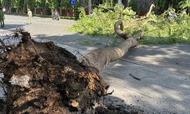 Cây lớn bất ngờ đổ ở Bình Dương làm một người bị thương