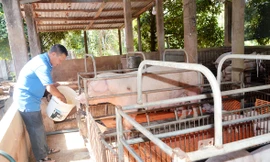 Giá heo 'nóng, lạnh' thế nào mà nông dân Bà Rịa-Vũng Tàu nói như ngồi trên đống lửa?