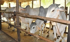 Tây Ninh: Giá trâu, bò giảm, nông dân than lỗ mà ngoài chợ thì giá thịt trâu, bò vẫn neo cao