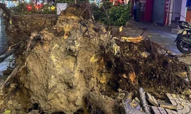 TP.HCM: Mưa to, cây xanh bật gốc đổ xuống đường