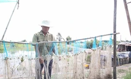 Người dân Long An ngóng chờ con nước nổi