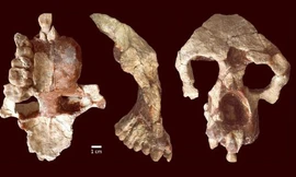 Phát hiện hài cốt 8,7 triệu tuổi làm đảo lộn lịch sử loài người