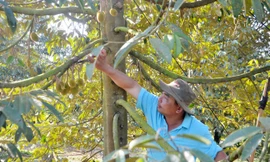 Trồng 'cây tiền tỷ', nay có 'hộ chiếu xuất ngoại', nông dân Bà Rịa-Vũng Tàu càng khỏe hơn