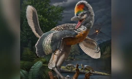 Phát hiện 'thần điểu' giống khủng long bạo chúa T-rex