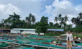 Khoảng 50 tấn cá các loại chết trên sông Cái ở Đồng Nai