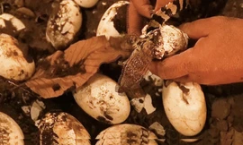 Ấp nở nhân tạo cá sấu xiêm quý hiếm ở TPHCM