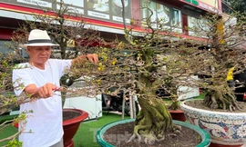 Ngắm mai vàng bonsai cổ thụ hơn 400 triệu đồng ở TPHCM