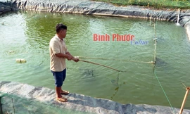 Đem loài cá đẹp như cá kiểng từ miền Tây lên Bình Phước nuôi trong ao, nhiều người kéo tới xem