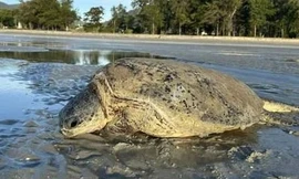 Cứu hộ thành công rùa biển quý hiếm mắc cạn ở Côn Đảo