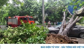 Cây cổ thụ bật gốc đè ô tô con sập nóc ở Hà Nội