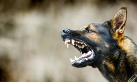 Chó cắn vỡ xương sọ bé trai 18 tháng tuổi