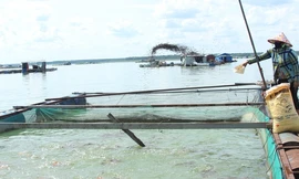 Cấm khai thác thủy sản ở hồ Dầu Tiếng trong 1 tháng