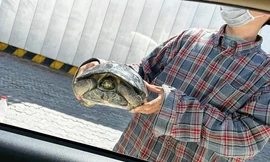 Rùa nằm trên cục gạch ở vỉa hè TPHCM bị bán với giá 4,7 triệu đồng