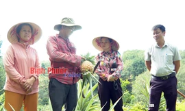 Thơm tây là quả gì mà nông dân Bình Phước cứ trồng nhiều là thu hàng trăm triệu?