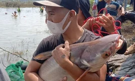 Thủy điện Trị An đóng đập tràn, người dân được mùa bắt cá 'khủng'