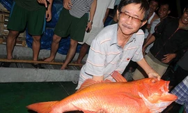 Ông lão 67 mê câu cá Trường Sa