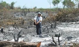 Sáu tháng, xóa sổ 90 ha rừng tự nhiên