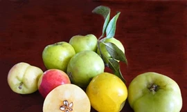 Sự thật về tác dụng giảm cân của táo mèo?