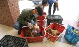 ‘Bệnh viện’ đặc biệt dành cho thú rừng