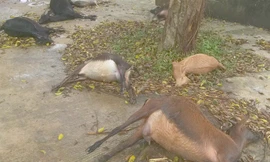 Đàn dê 11 con chết bất thường khi vào nghĩa địa ăn cỏ