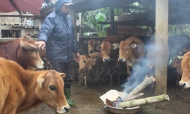 Muôn kiểu chống rét cho ‘đầu cơ nghiệp’