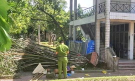 Cây bật gốc đè chết người trong công viên ở Nghệ An