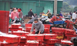 Nhịp sống nhộn nhịp ở cảng cá sau những ngày 'đóng băng' phòng chống dịch