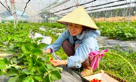 Trang trại dâu tây, cà chua thu hút giới trẻ Nghệ An đến check in