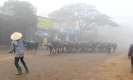 Những người phụ nữ ngày ngày căng mắt đếm trâu, kiếm 200.000/ngày 