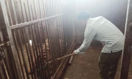 Vụ giải cứu 17 cá thể hổ ở Nghệ An: Một vườn thú ở Hà Nội nhận nuôi