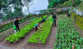 Xanh mướt vườn rau trên đá ở đảo tiền tiêu