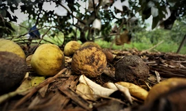  Trái cây đặc sản héo úa vì nắng nóng