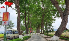 Ngắm hàng xà cừ cổ thụ hơn nửa thế kỷ tỏa bóng mát trên quê Bác