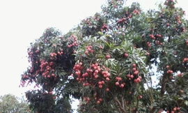 Người đàn ông tử vong khi trèo cây hái vải