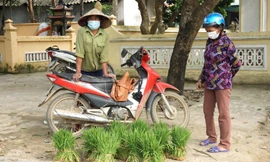 Độc đáo chợ bán cây lúa non như bán rau