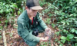 Trả nợ rừng xanh