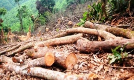 Truy tìm kẻ gian chặt phá 2.500m2 diện tích rừng của người dân